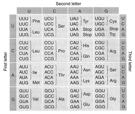 Dna Base Pairing Worksheet Answers – Pro Worksheet