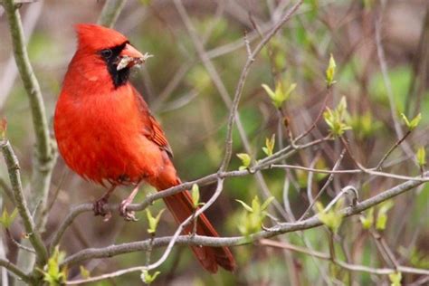 All About a Cardinal Nest and Nesting Habits - Birds and Blooms