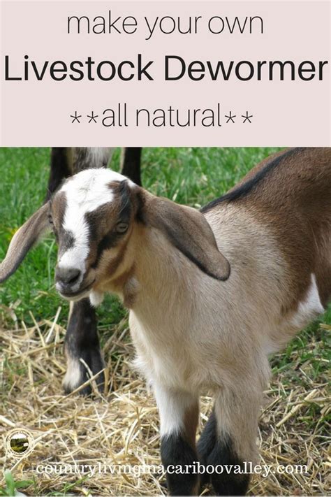 Dewormer Recipe That Is All Natural Make Your Own Instead Of Buying At