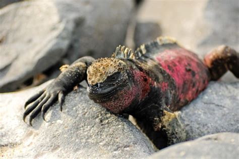 Fakta Iguana Galapagos Iguana Yang Hidup Di Laut