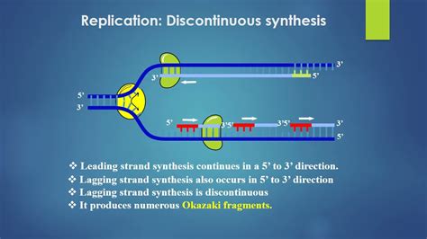 DNA REPLICATION SIMPLE EXPLANATION YouTube