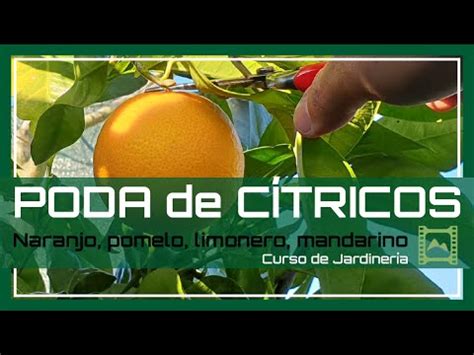 Gu A Completa Sobre C Mo Podar Eficientemente Tu Limonero Consejos Y