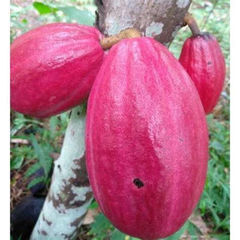 Jual Buah Kakao Merah Buah Coklat Matang Buah Shopee Indonesia