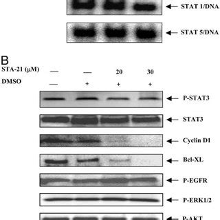 STA 21 Inhibits Stat3 Translocation And Dimerization In Breast