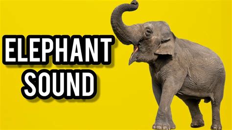 Elephant Sound Effect Free Sound Effects For You Elephant Sound