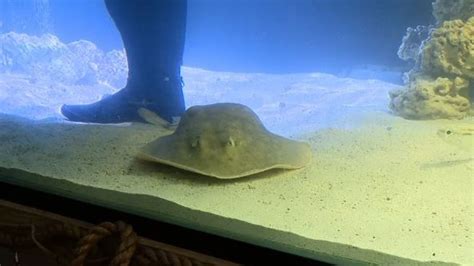 'Miraculous birth' expected from stingray with no mate, possibly ...