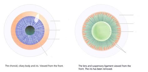 Choroid (Eye) Anatomy 6 Diagram | Quizlet