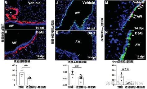 衰老细胞全清除？science颠覆：它们还能促进损伤修复和组织再生 知乎