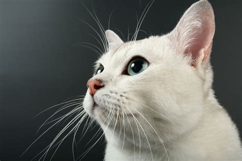 10 Things You Didn't Know About Cat Whiskers