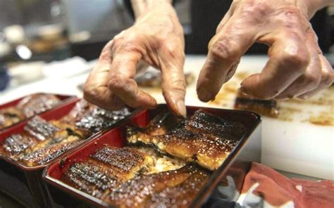 The complex world of the adored, endangered Japanese eel | FMT