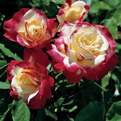 Double Delight 36 Inch Tree Rose