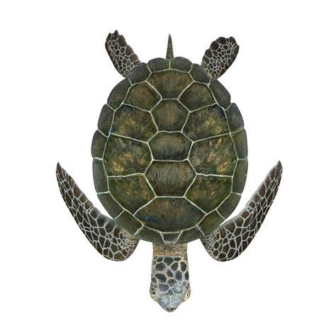 Green Turtle Chelonia Mydas Isolated On A White D Illustration Stock