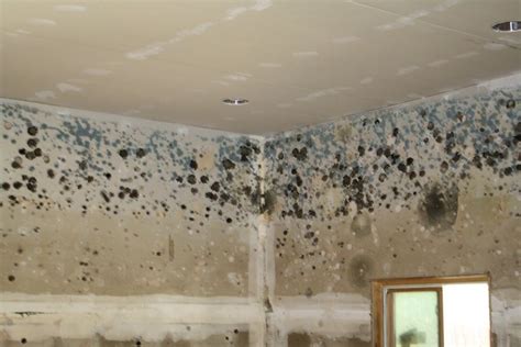 How To Prevent Mold Growth After Basement Flooding