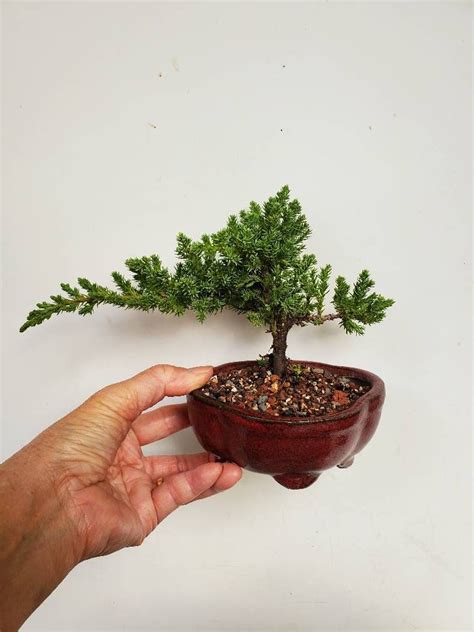 Juniper Juniperus Procumbens Nana Live Bonsai Tree In A 5 Shohin Bonsai Pot Outdoor Plant