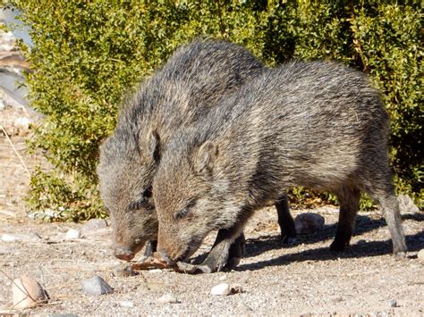 Two Javelina Tayassu Tajacu Collared Peccary Eating Th Flickr