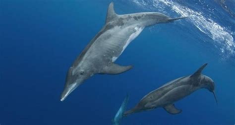 Rough-Toothed Dolphin – "OCEAN TREASURES" Memorial Library