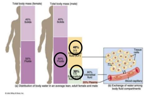 Body Fluid Compartments Cells And Solutes Flashcards Quizlet