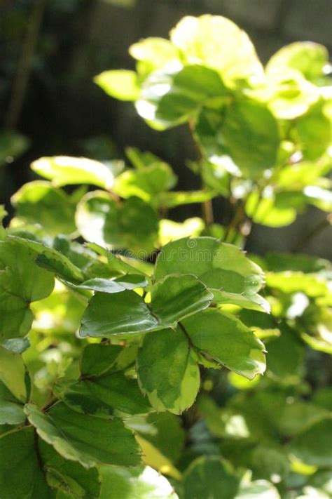 Variegata Leaves Of Polyscias Balfouriana Stock Image Image Of Fresh