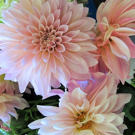 Cafe Au Lait Dahlias Florabundance Wholesale Flowers