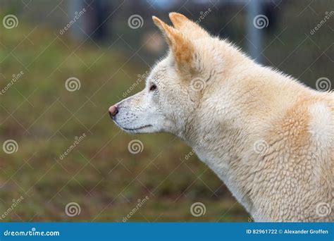 Dog Side Profile Stock Images Download 3409 Royalty Free Photos