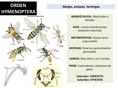 Principales órdenes De Insectos Red Entomológica Villarreal