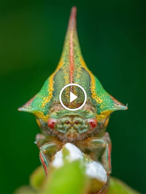 Hide-and-Seek Champions: 6 Insects with Incredible Camouflage | Let's Talk Geography