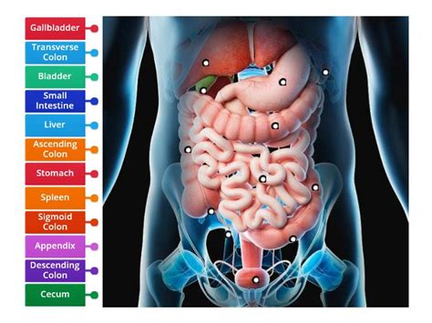 Abdominal Organs - Labelled diagram