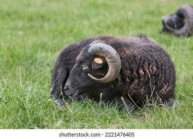 Black Male Ouessant Ushant Sheep Resting Stock Photo 2221476405 | Shutterstock