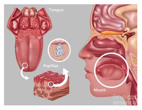 Anatomy Of Taste Illustration By Gwen Shockey