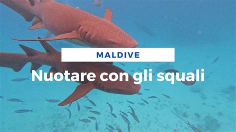 Nuotare Con Gli Squali Alle Maldive Youtube