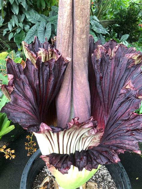 corpse flower to bloom 6