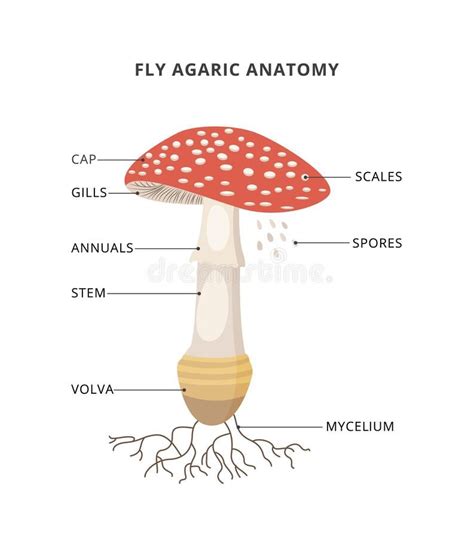 Biology Diagrams Anatomy Images Mushroom Drawing Science