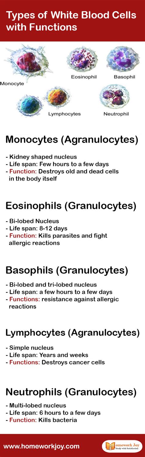 Types of White Blood Cells with Functions | Homework Joy