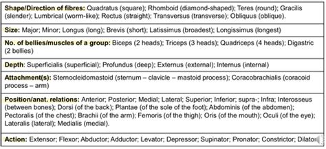 Week Intro To The Msk System Flashcards Quizlet