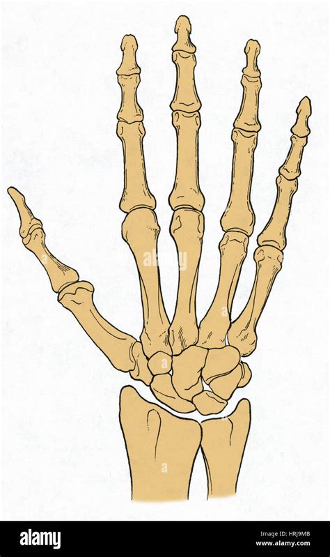 Wrist bones hi-res stock photography and images - Alamy