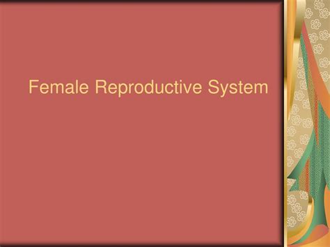 Female Reproductive System Ppt Download