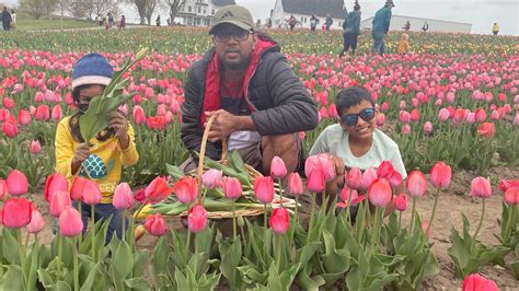 4k Video Beautiful Tulip Farm In Ferjulian Farm Hudson Ma Tulip Farm Usapeace Of Mind