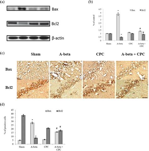 Cpc Treatment Ameliorates Bcl2 And Bax Expressions Against Aβ In Mice