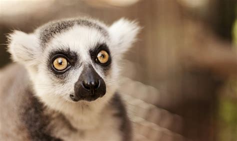 Lemur Photos, Download The BEST Free Lemur Stock Photos & HD Images