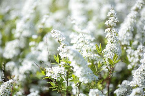 Spiraea Japonica Stock Photo | Adobe Stock