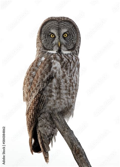 Vertical Of A Great Gray Owl Strix Nebulosa On Tree Branch Isolated