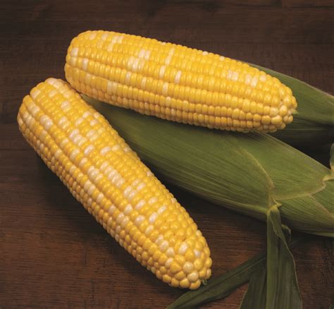 Sovereign Sweet Corn Seeds Sweet Corn Variety