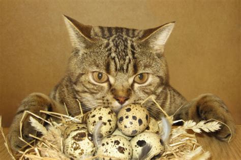 Gato Pode Comer Ovo Revista Meu Pet