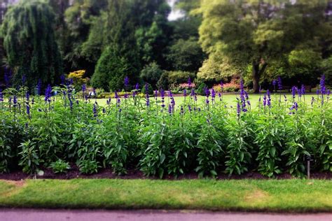 Glasgow Botanic Gardens - Glasgow, United Kingdom | CityDays