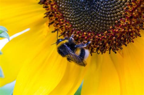 Bumble Bee And Yellow Sun Flower Free Image Peakpx