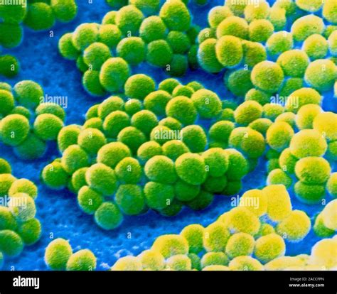 False Colour Scanning Electron Micrograph SEM Of A Colony Of