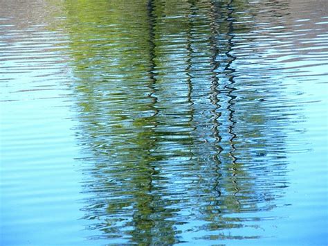 Reflections Of Tree Ripples Stanley Zimny Thank You For Million