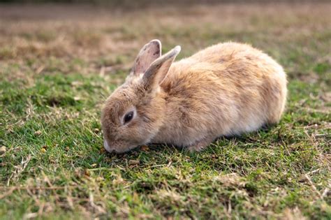 How Rabbits Stomp Grind Their Teeth To Communicate Rabbits Life