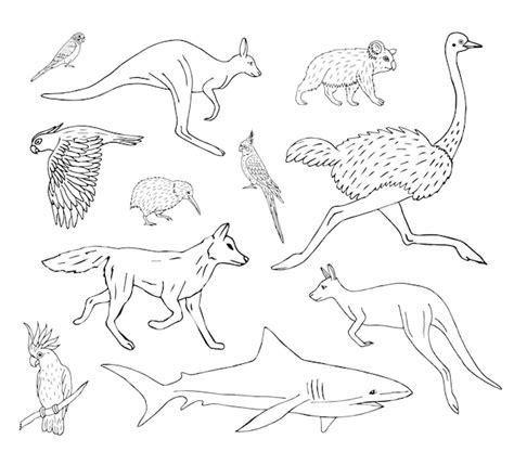 Australische Tierwelt Vektoren Und Illustrationen Zum Kostenlosen