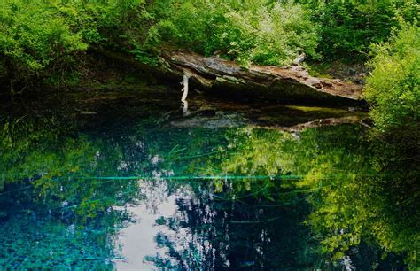 Unbelievable Submerged And Underwater Forests Around The World